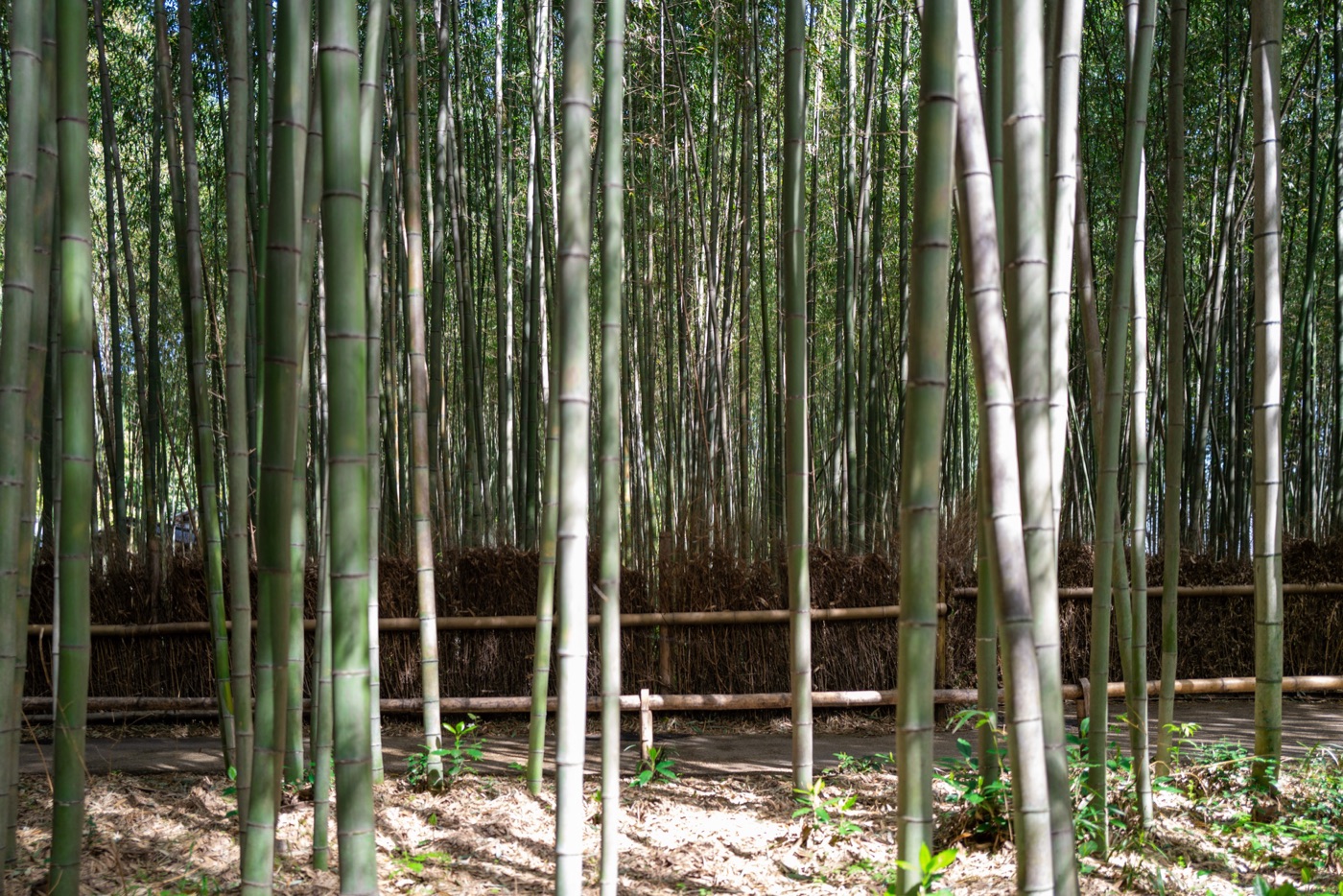 arashiyama bamboo path kyotos tranquil escape photo 1