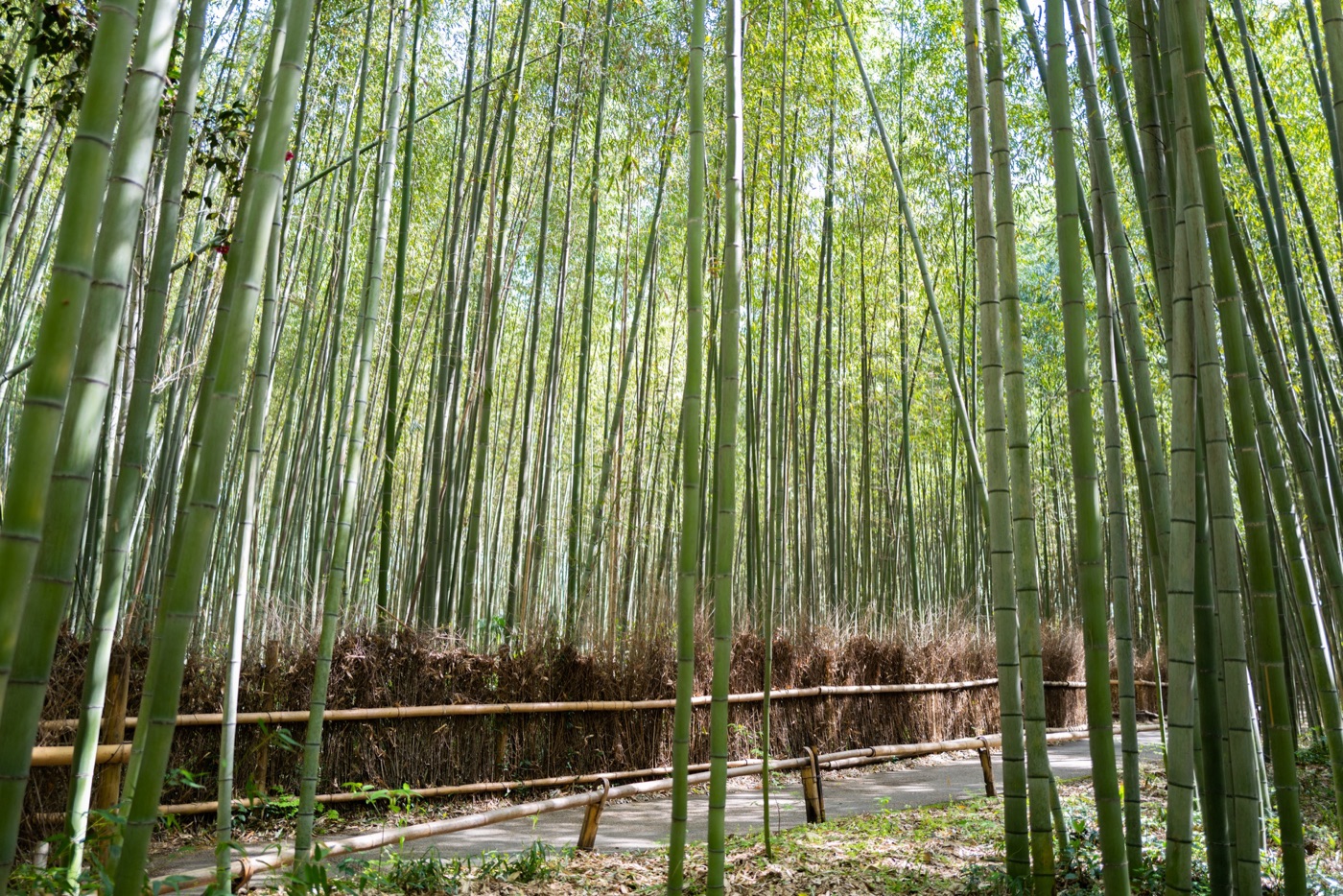 arashiyama bamboo path kyotos tranquil escape photo 2