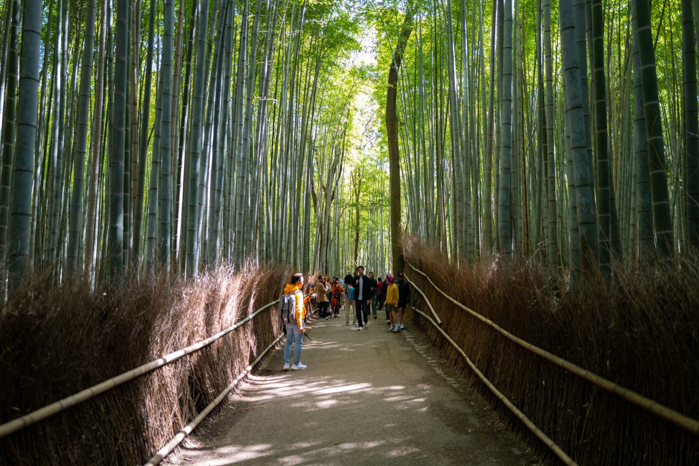 arashiyama bamboo path kyotos tranquil escape photo 3