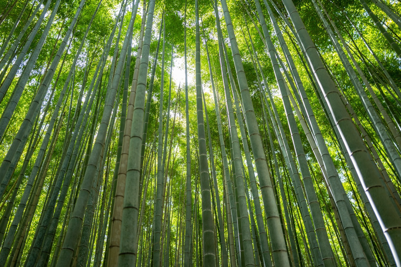 arashiyama bamboo path kyotos tranquil escape photo 4