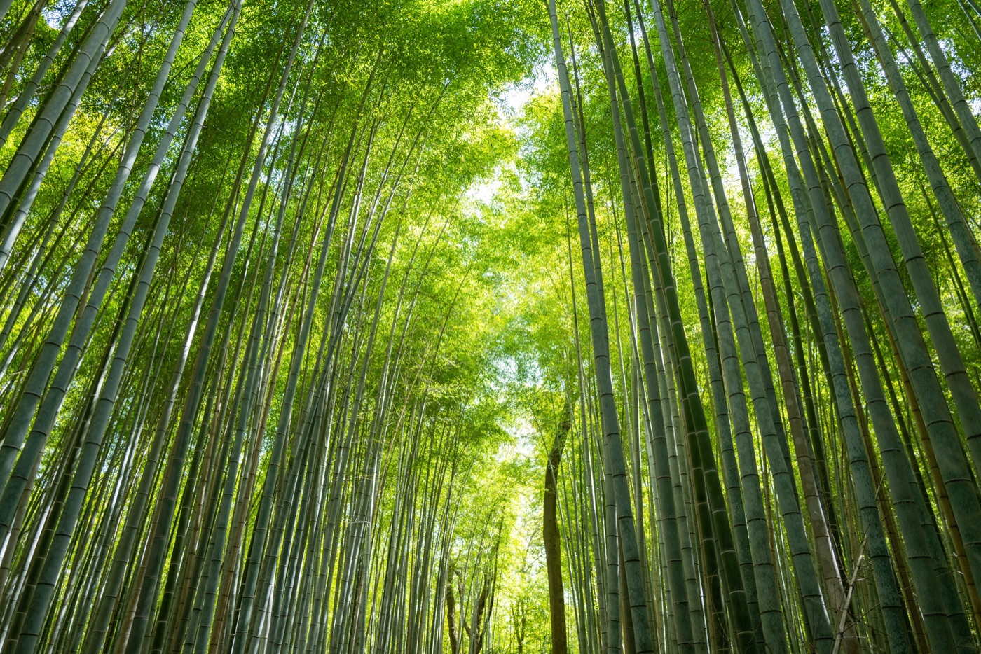 arashiyama bamboo path kyotos tranquil escape photo 5