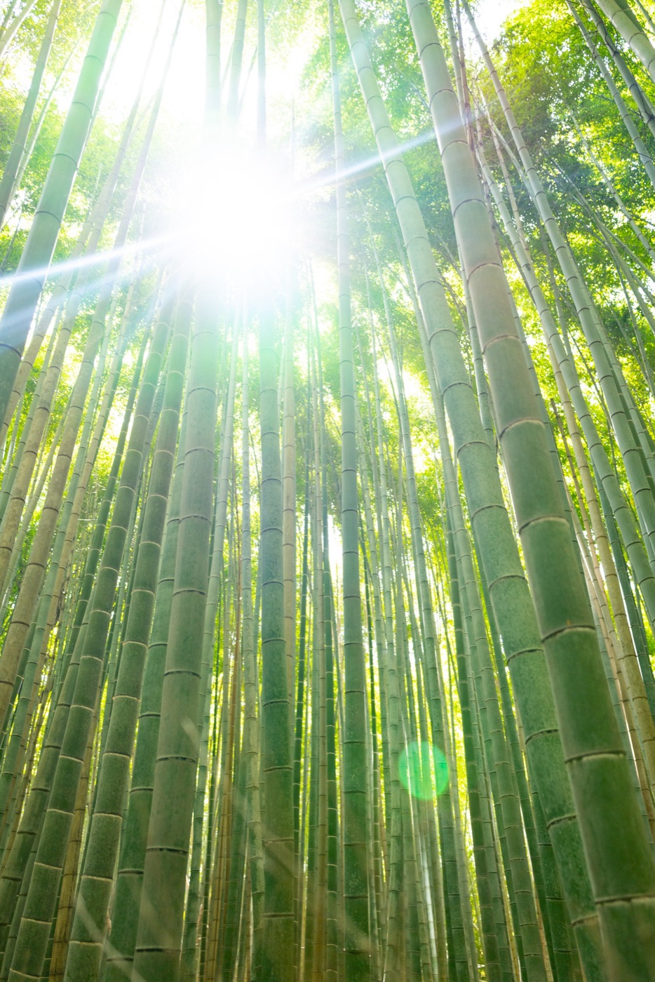 arashiyama bamboo path kyotos tranquil escape photo 6