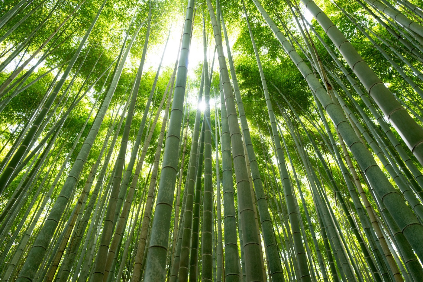 arashiyama bamboo path kyotos tranquil escape photo 7