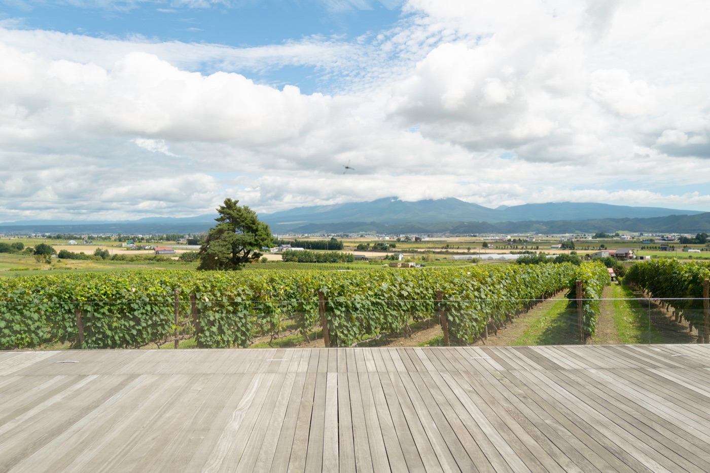 furano lavender fields and farm life in hokkaido photo 5