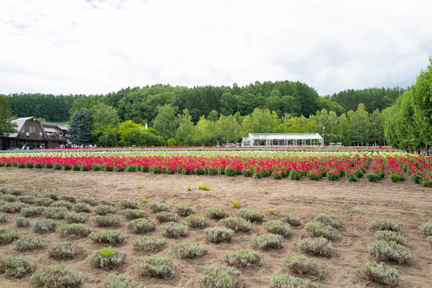furano lavender fields and farm life in hokkaido photo 12