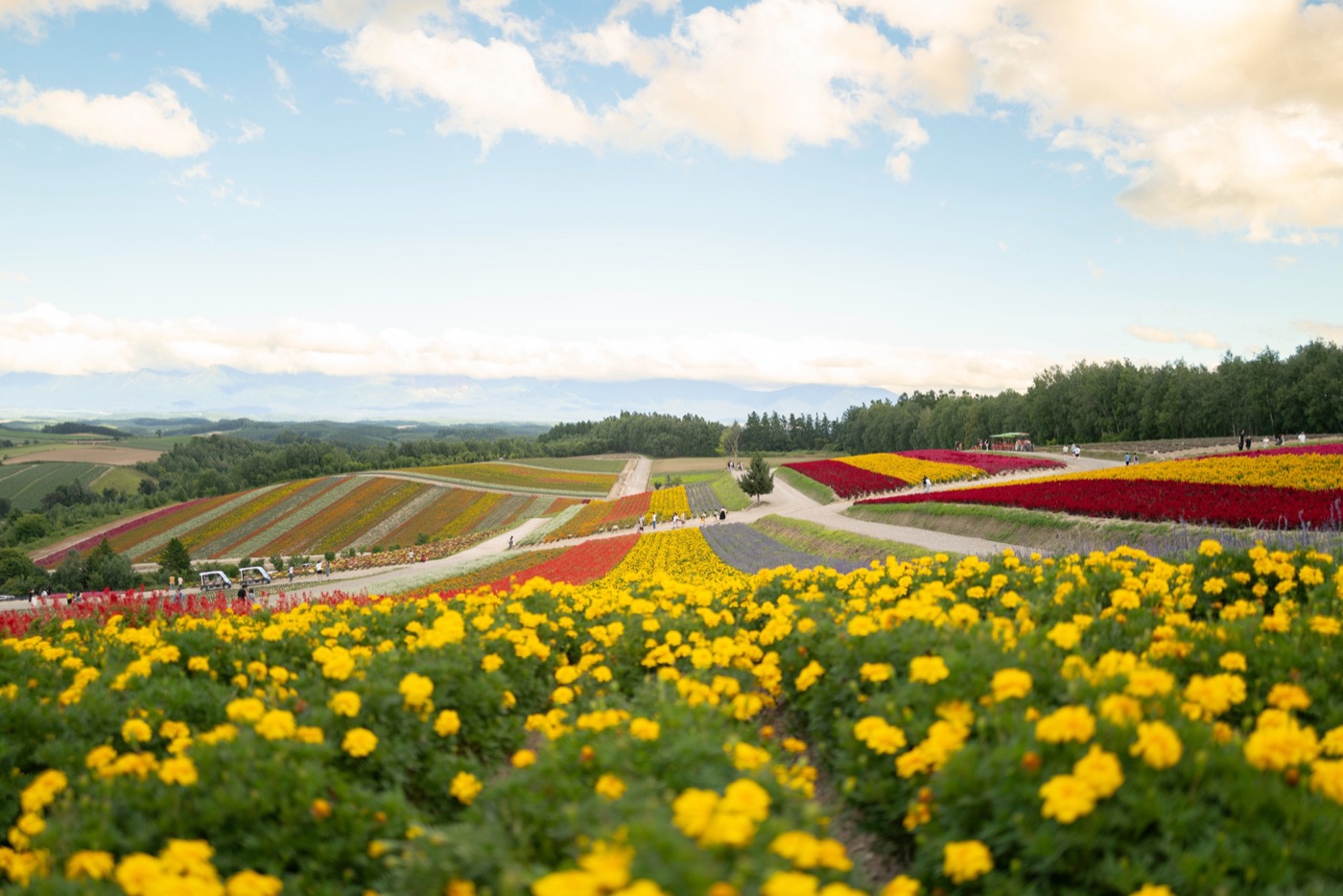 furano lavender fields and farm life in hokkaido photo 16