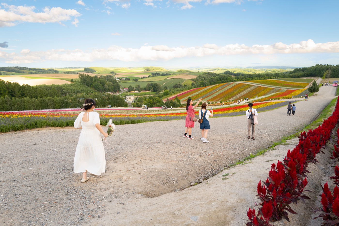 furano lavender fields and farm life in hokkaido photo 17