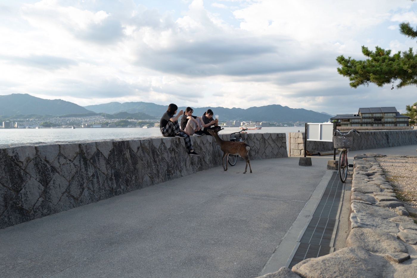 miyajima island the floating torii of hiroshima photo 20