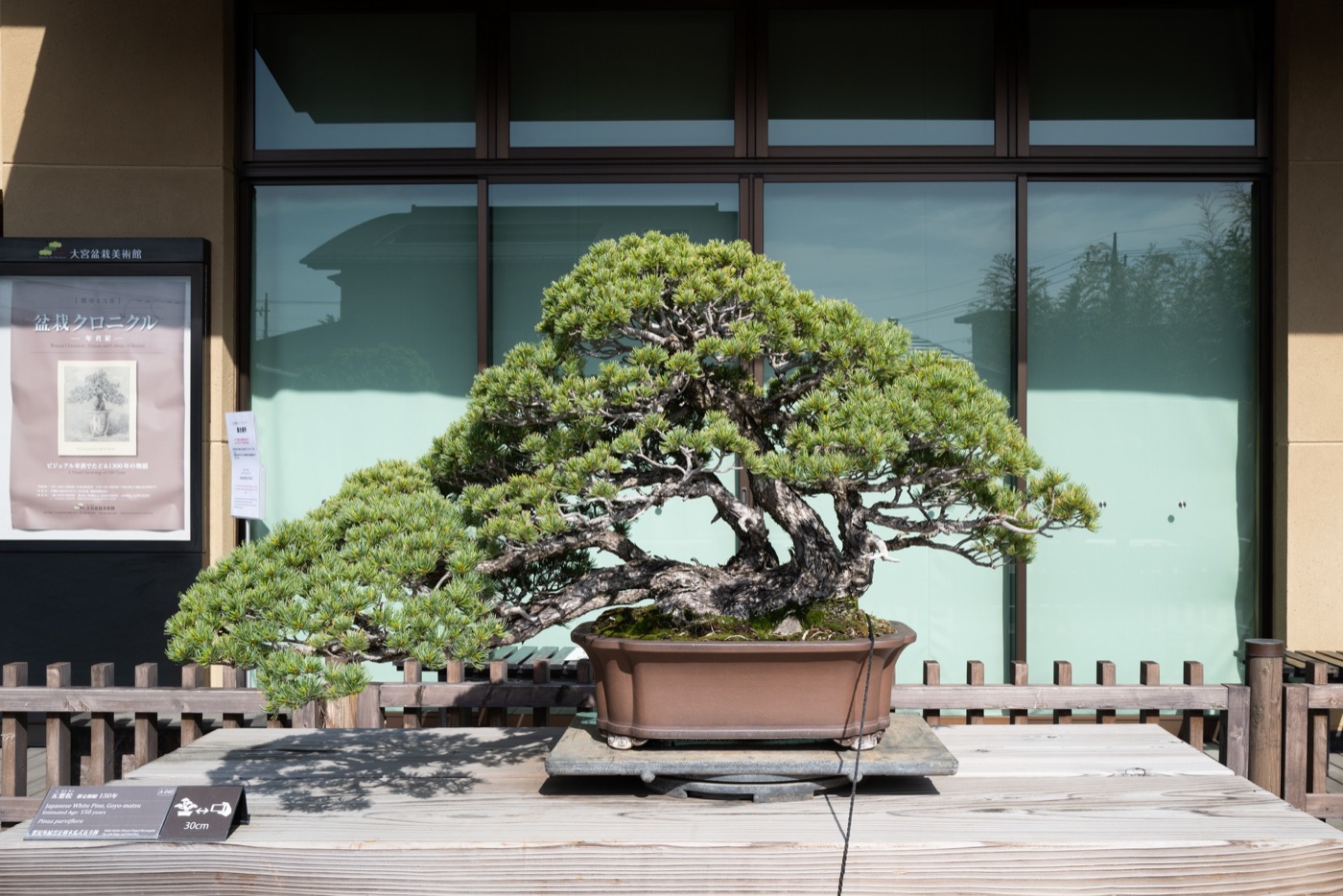 omiya bonsai art museum saitamas living art photo 6