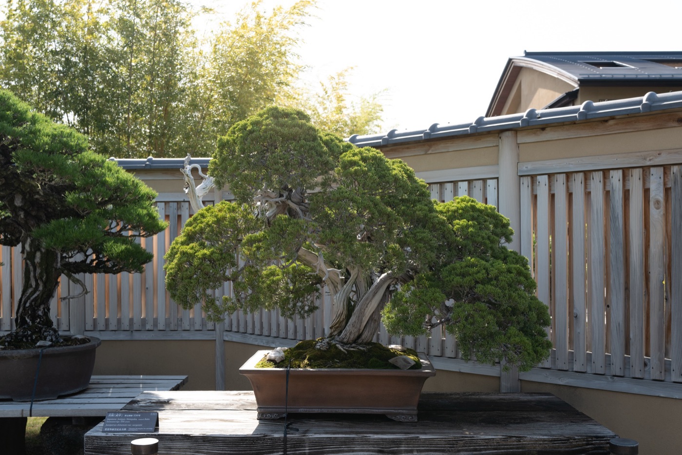 omiya bonsai art museum saitamas living art photo 11