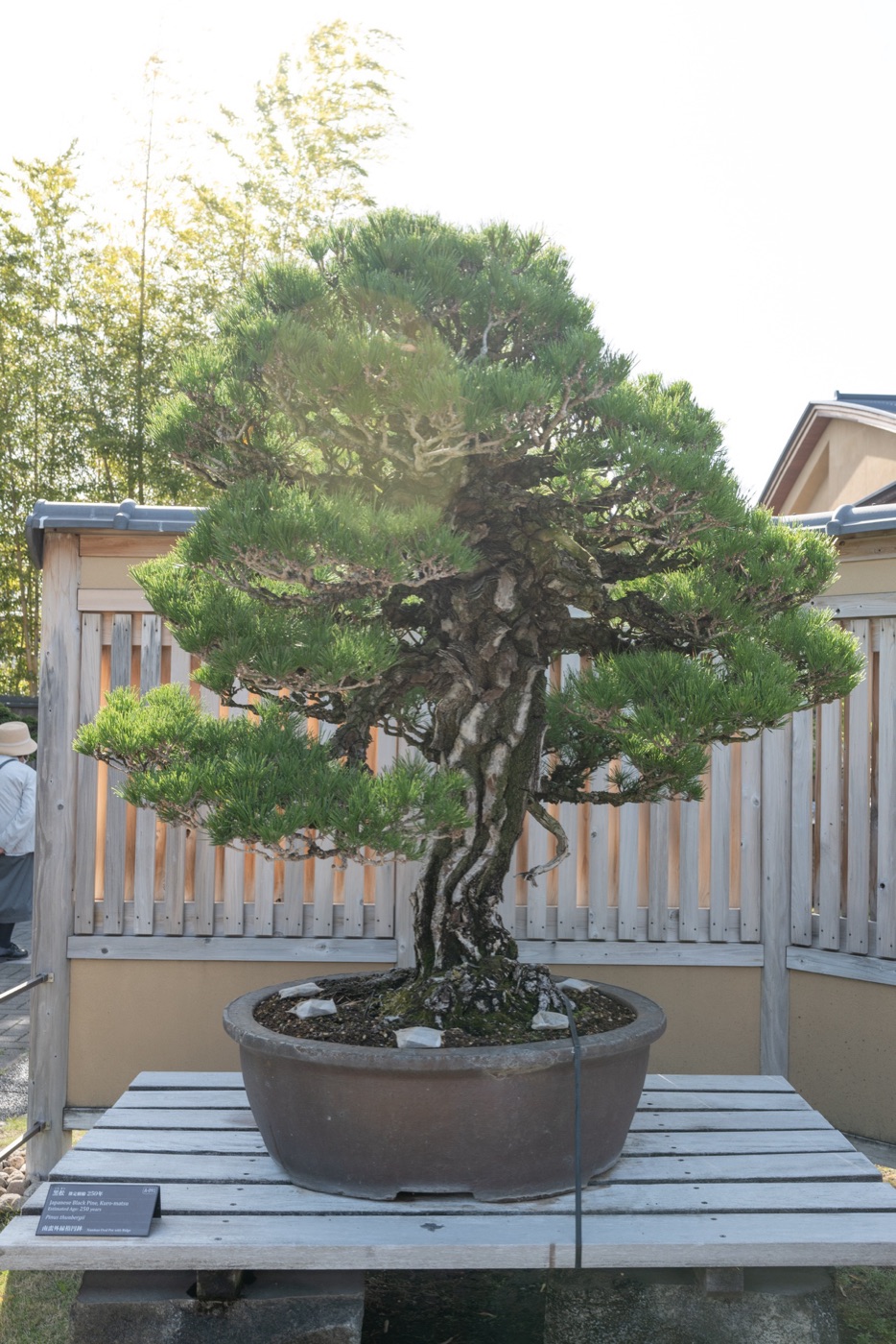 omiya bonsai art museum saitamas living art photo 12