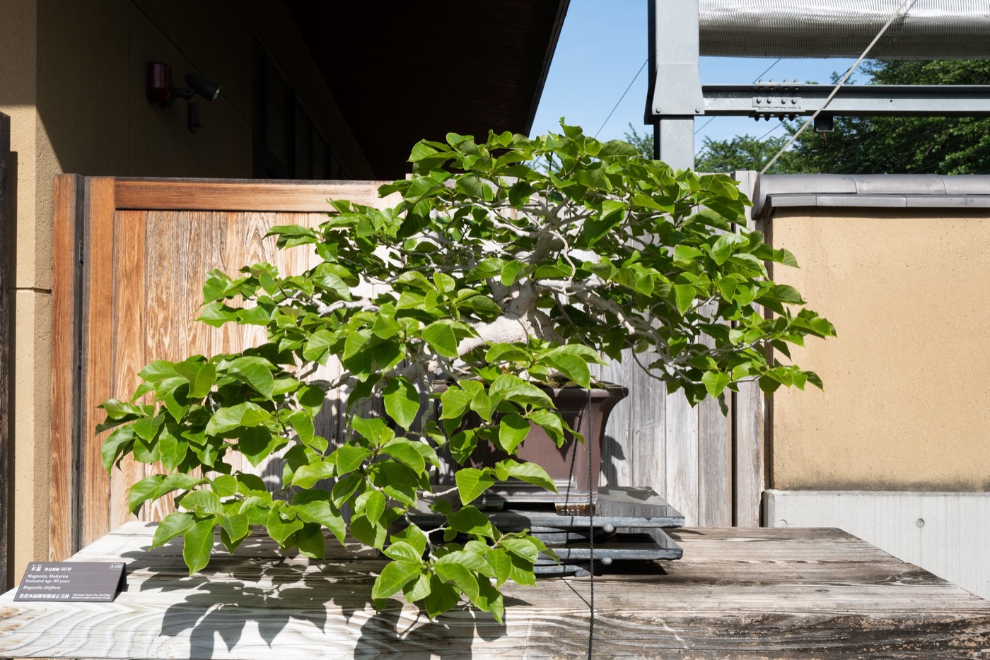 omiya bonsai art museum saitamas living art photo 13