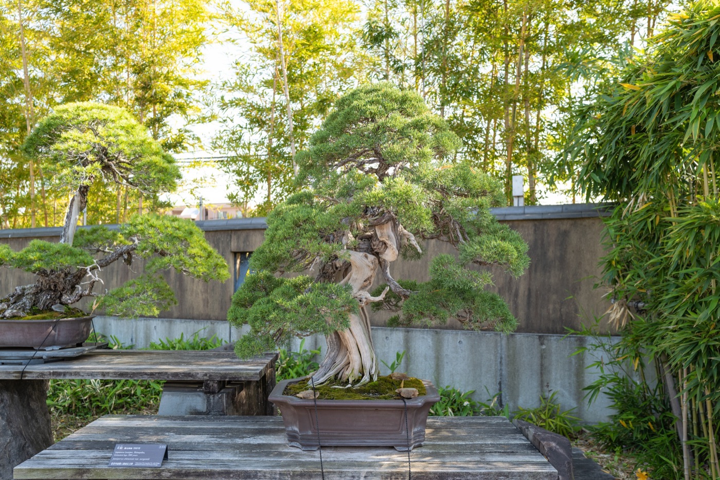 omiya bonsai art museum saitamas living art photo 16
