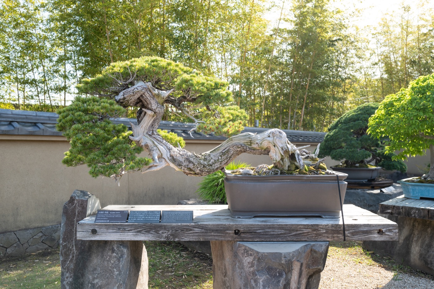 omiya bonsai art museum saitamas living art photo 17