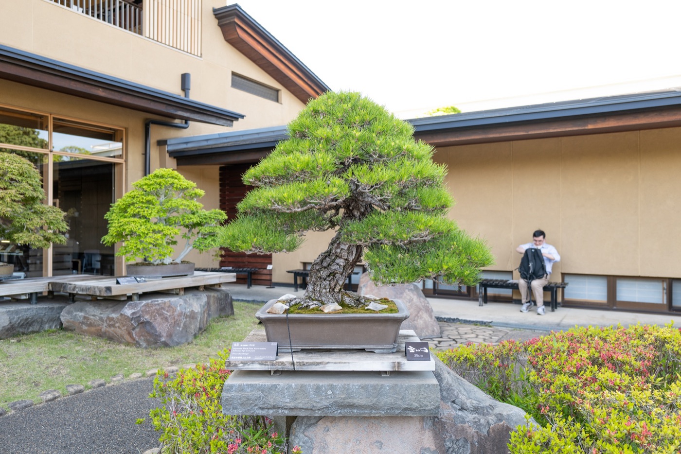 omiya bonsai art museum saitamas living art photo 18