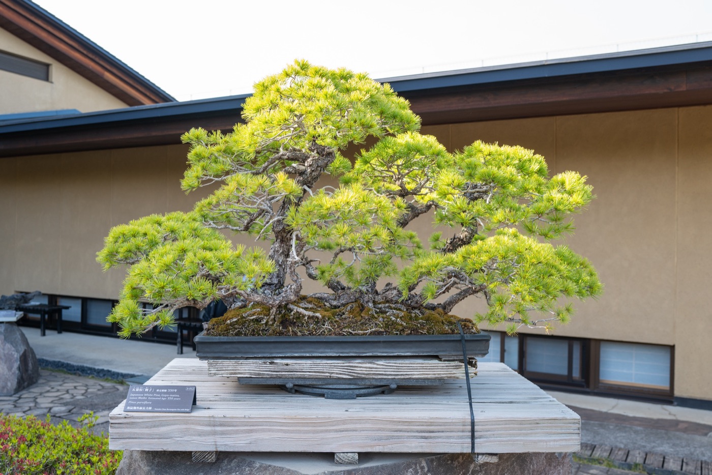 omiya bonsai art museum saitamas living art photo 19