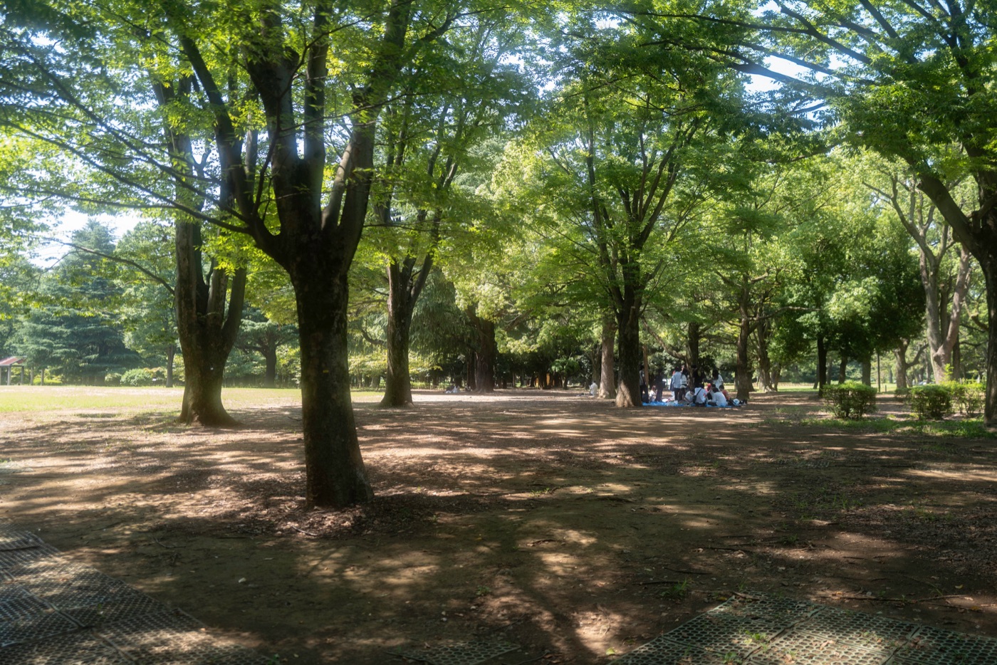 sakura japans blossoms of renewal photo 5