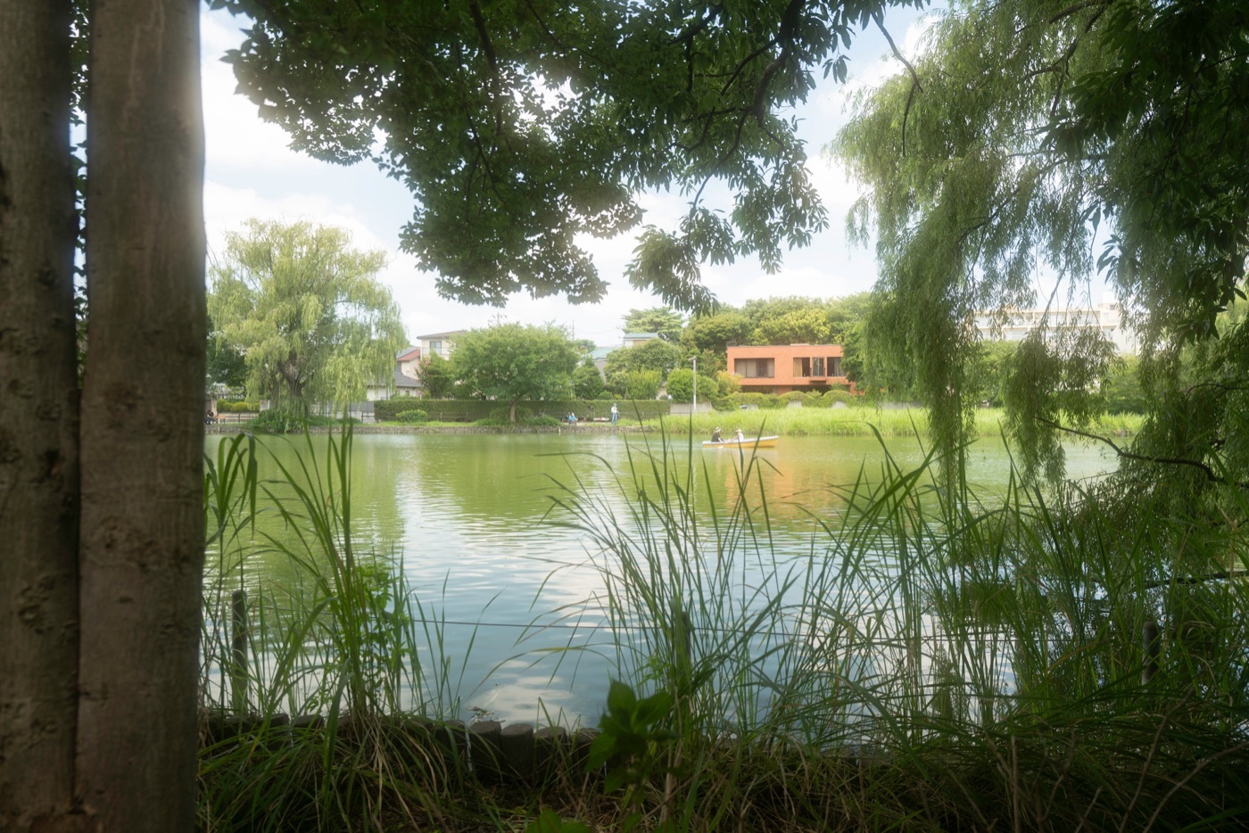 shakujii park nerimas scenic retreat photo 5