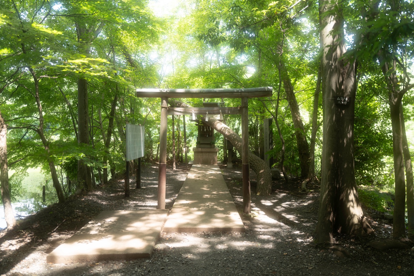 shakujii park nerimas scenic retreat photo 9
