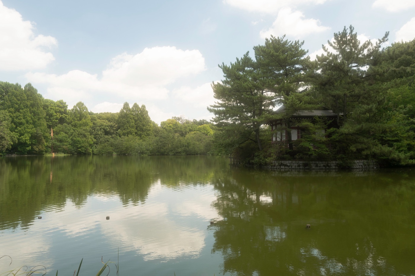 shakujii park nerimas scenic retreat photo 12