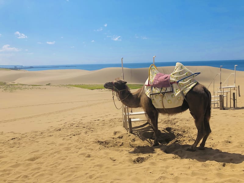 Tottori Sand Dunes