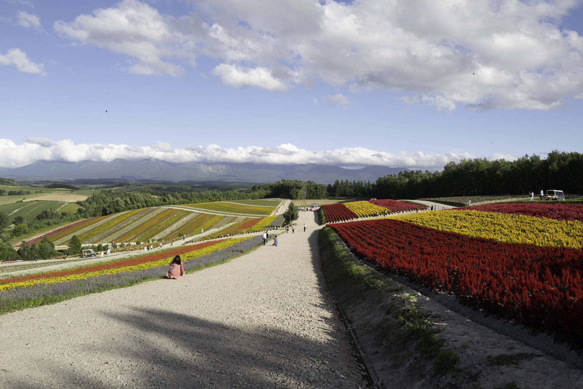 Biei, Hokkaido: A Symphony of Colors and Landscapes 🌸