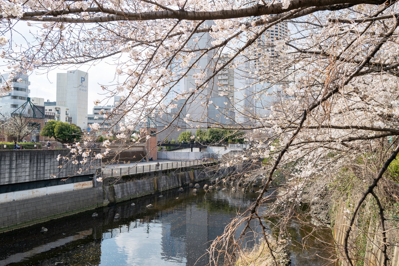 Sakura: The Cultural and Seasonal Icon of Japan