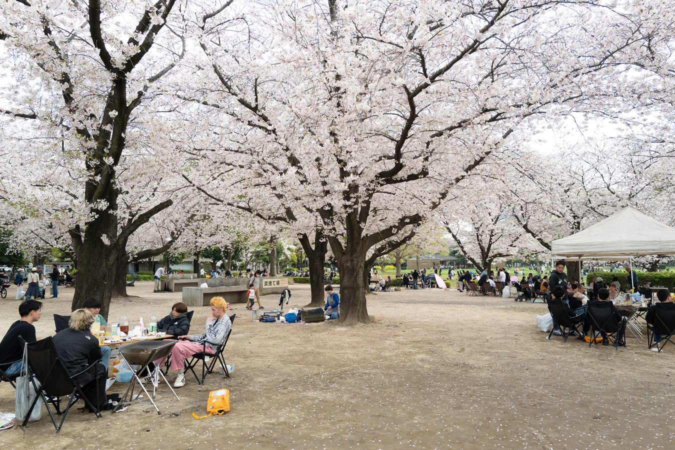 Kiba Park: A Recreational Haven in Tokyo