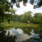 Scenic view of a tranquil Japanese garden pond surrounded by lush green trees, ideal for peaceful Japan tours.