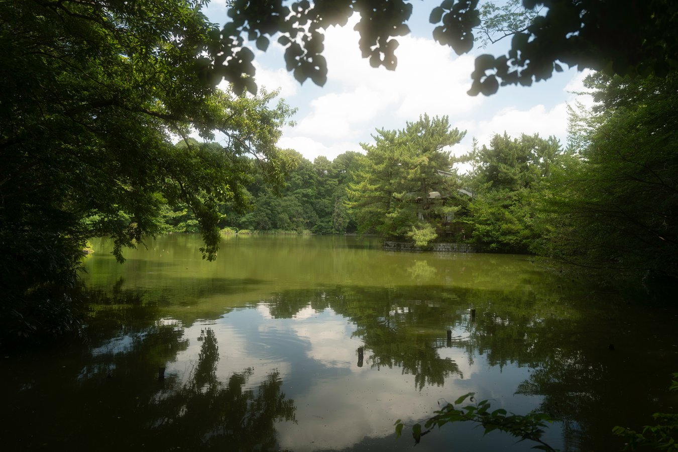 Shakujii Park: Nerima’s Scenic Retreat