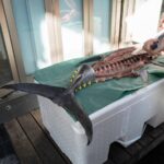 Exploring Japan's culinary culture: Fresh tuna dissection at a traditional fish market tour.