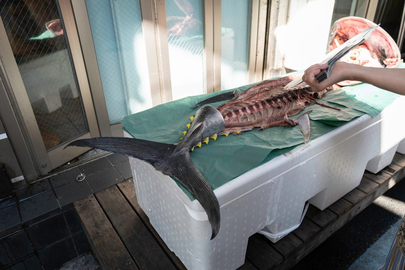 Exploring Japan's culinary culture: Fresh tuna dissection at a traditional fish market tour.