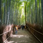 Tourists explore the serene bamboo grove in Arashiyama, Kyoto, Japan, on a guided tour.