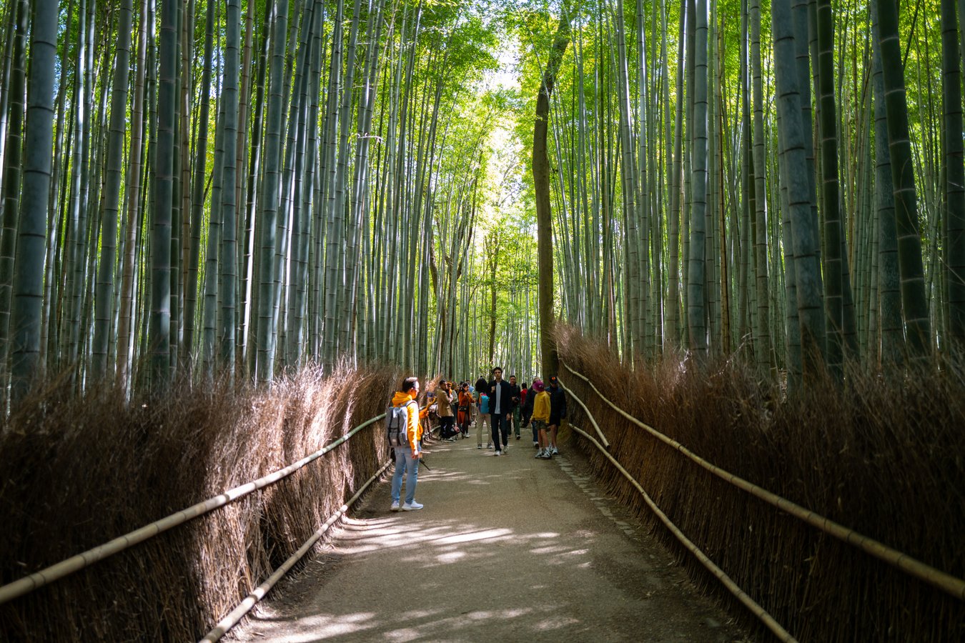 Arashiyama Bamboo Path: Kyoto’s Tranquil Escape