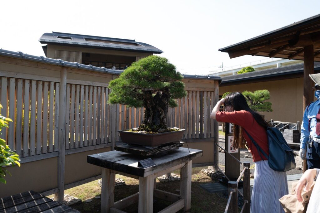 Woman photographing bonsai tree in a serene Japanese garden, perfect experience on a cultural tour in Japan.