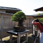 Woman photographing bonsai tree in a serene Japanese garden, perfect experience on a cultural tour in Japan.
