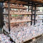 Hundreds of Maneki-neko figurines at Gotokuji Temple in Japan, a popular tour destination for good luck seekers.
