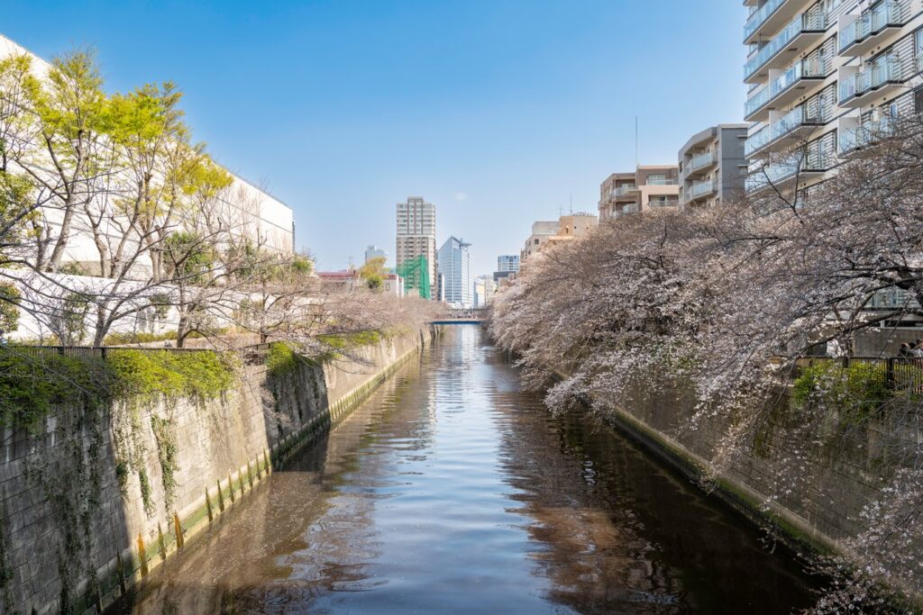 Cherry blossoms by canal in Japan with cityscape view, perfect for serene tours and scenic spring experiences.