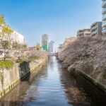 Cherry blossoms by canal in Japan with cityscape view, perfect for serene tours and scenic spring experiences.
