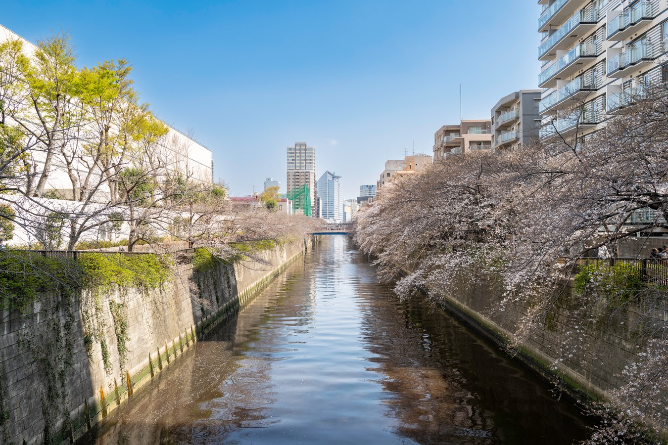 Nakameguro: Riverside Cafes and Cherry Blossoms