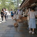 Tourists in Nara, Japan, exploring shops and interacting with friendly deer on a sunny day.