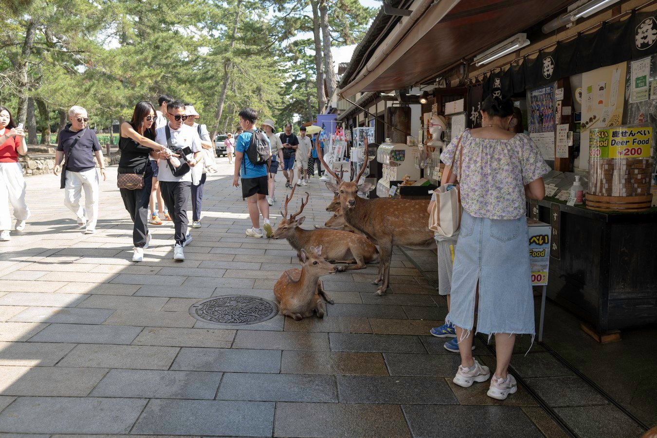 Nara: Japan’s Cultural and Natural Haven