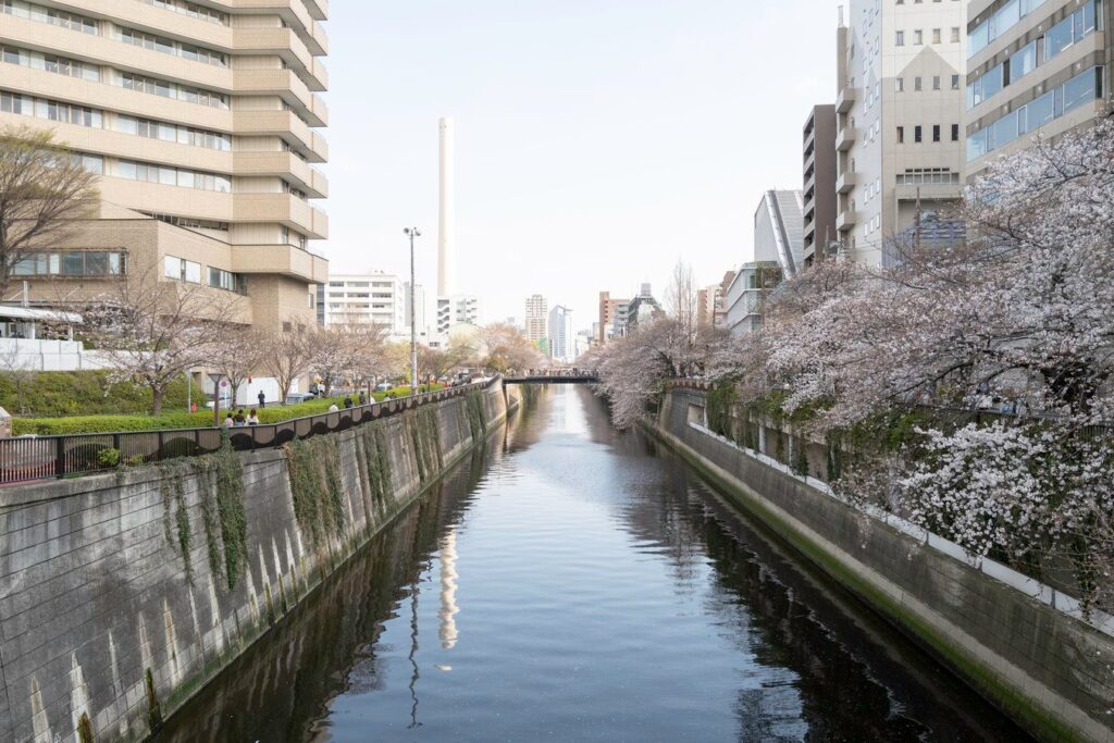 Cherry blossoms lining a serene canal in Tokyo, Japan, perfect for springtime tours.