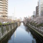 Cherry blossoms lining a serene canal in Tokyo, Japan, perfect for springtime tours.